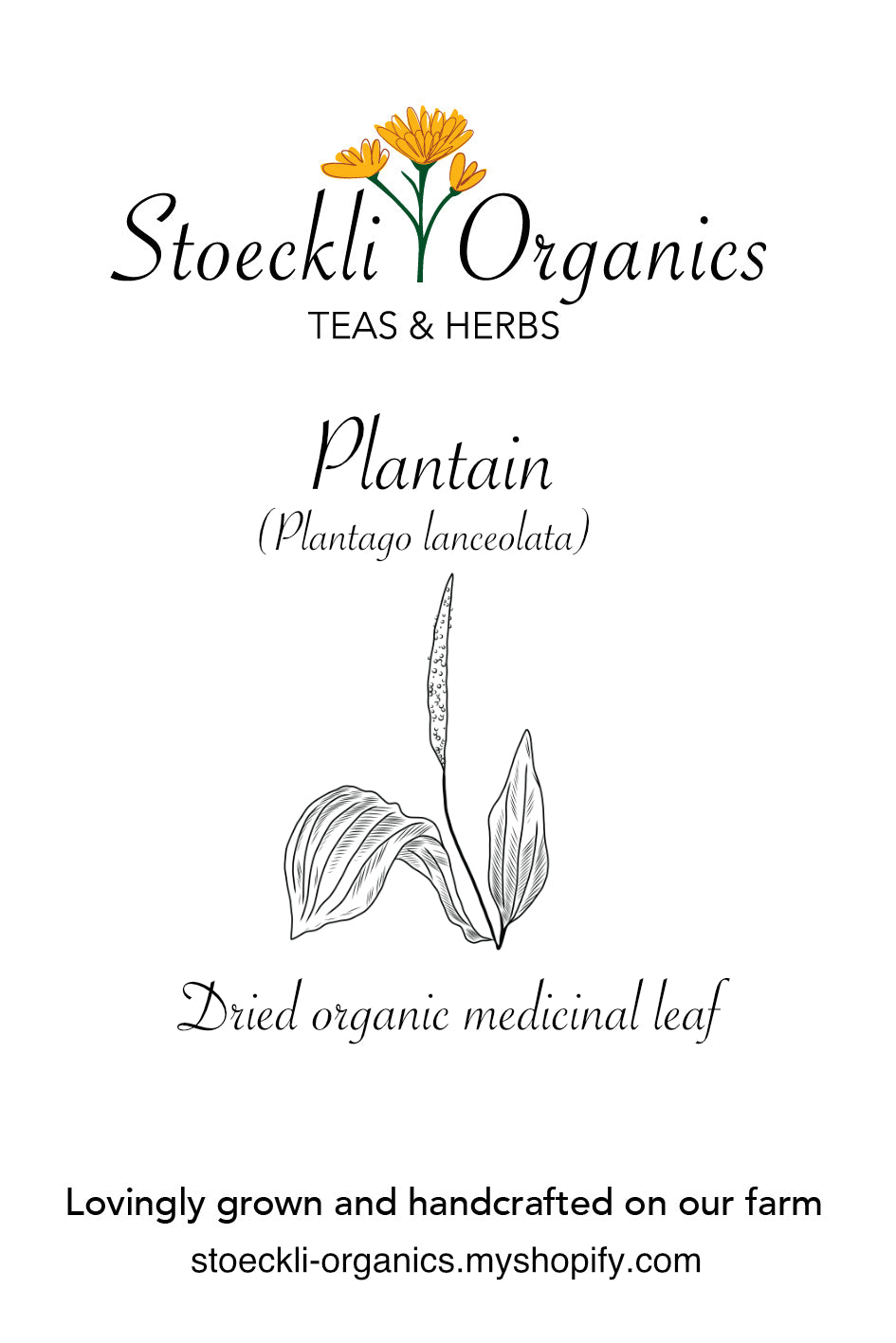 Organic Plantain Leaf